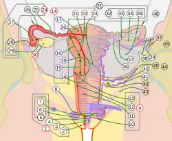 A schematic of the female reproductive system with a frontal view