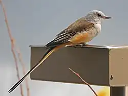 Scissor-tailed flycatcher at the National Aviary in Pittsburgh, Pennsylvania