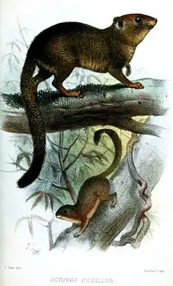 Drawing of brown squirrel