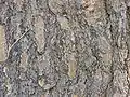 Bark closeup