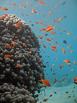 Red Sea coral and marine fish