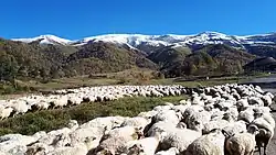 Flock of sheep in the Bakuriani recreation area, October 2018