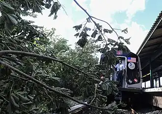 Fallen tree during Hurricane Isaias
