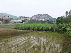 A rural landscape in Shentu Town