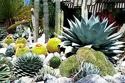 Cactus and succulent garden.