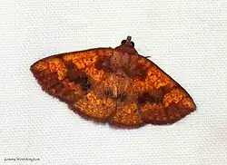 A close-up photograph of a moth identified as Singara diversalis resting on a white, textured surface. The moth’s wings are spread flat, forming a triangular shape. Its wings are predominantly orange-brown with irregular, darker brown patches and mottled patterns, giving a marbled appearance. The body is short and stout, matching the orange-brown color of the wings. The moth’s head is small with short, slightly visible antennae. The detailed wing patterns and coloration provide camouflage against natural backgrounds like bark or leaves. The image is well-lit, highlighting the intricate details and vibrant hues of the moth’s wings. The photographer’s name, Lenny Worthington, appears in small text in the lower left corner.