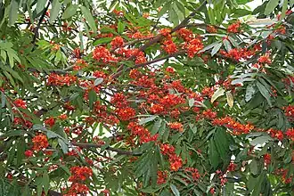 Leaves and flowers in Kolkata, West Bengal, India