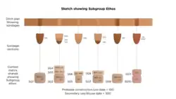 Sketch plan and sections