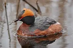 Slavonian grebe, Kyrksjölötens naturreservat, Stockholm