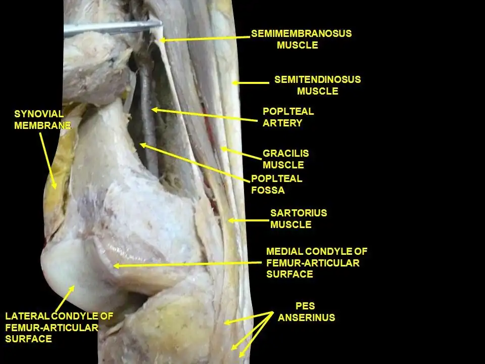 Muscles of the posteromedial thigh, medial view.