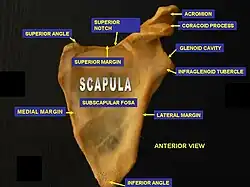 Scapula. Anterior face.