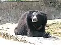 Sloth bear