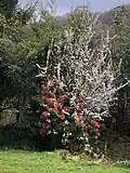 Small blackthorn in bloom in a garden in Sharptor