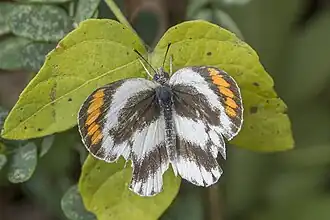 C. e. omphale female, Maputo National Park, Mozambique