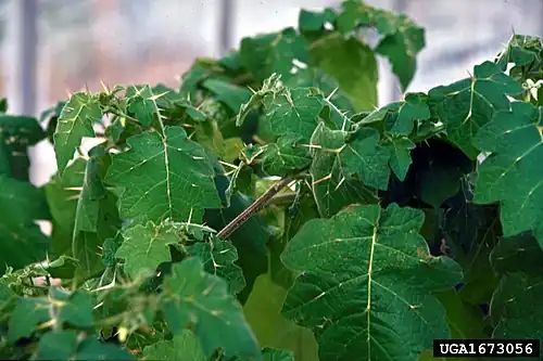 Prickles on the leaves of Solanum viarum.