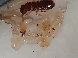 Soldier among workers