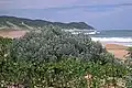Sophora inhambanensis on Black Rock beach