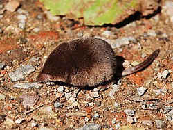 Brown shrew