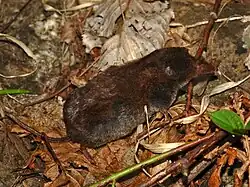Brown shrew
