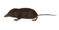 Brown shrew