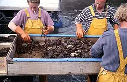 Photo of crabs in large, open metal box surrounded by fishermen