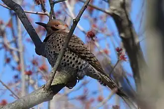 C. a. auratus, in Delaware