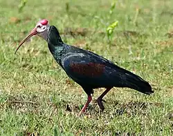 Southern bald ibis