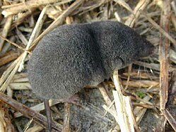 Gray shrew