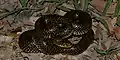 Speckled kingsnake (Lampropeltis holbrooki), Austin County, Texas