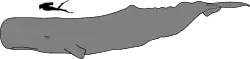 Sperm whale size