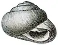 Sphincterochila boissieri