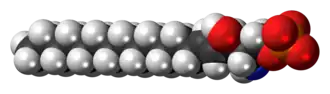 Space-filling model of the sphingosine-1-phosphate anion