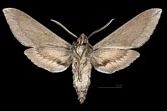 Adult male S. perelegans, ventral view