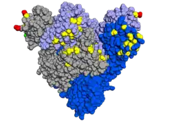 Spike protein with mutations highlighted, looking down onto the receptor-binding domain