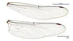 Male wings