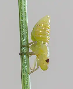 Spittlebug nymph