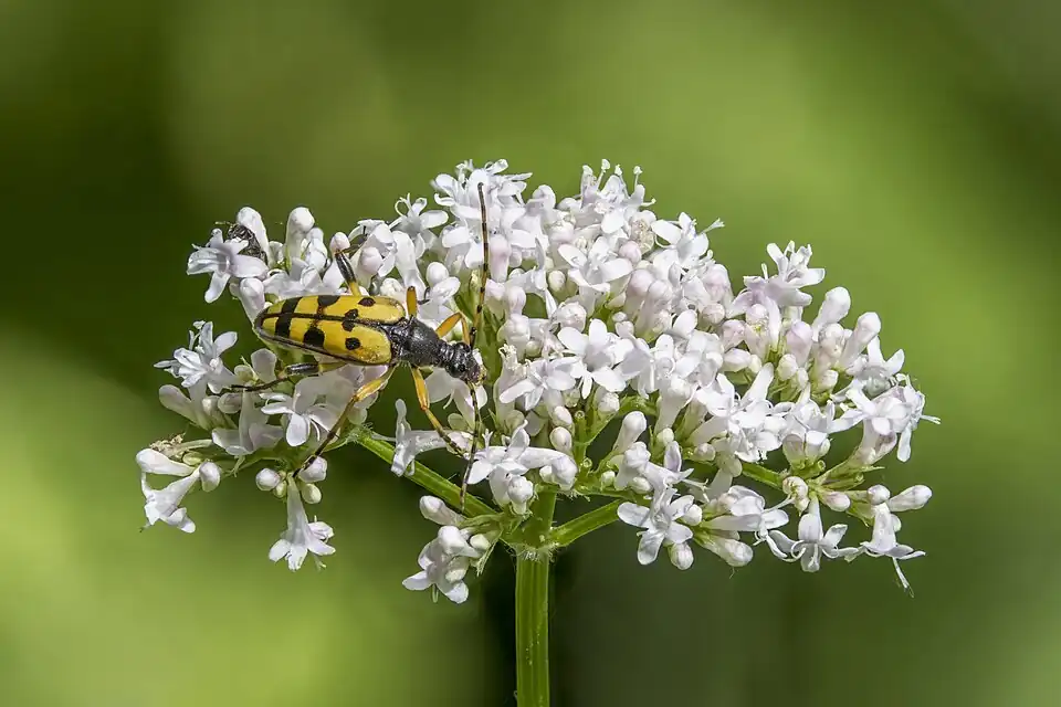 Spotted longhorn (Rutpela maculata) female on V. officinalis