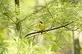 A common yellowthroat at the farm in 2022