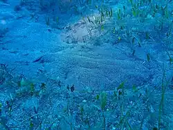 Photo of an angelshark camouflaged among seagrass and seaweed, flattening itself to blend in with the sand