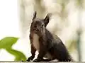 Dark morph of Eurasian red squirrel