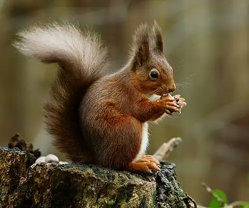 Brown squirrel