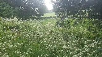 Site to the east of the current St. John's Church, where the medieval church would have existed (covered by weeds and grass in May 2024)