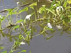 Ipomoea aquatica in Ukumehame, Maui, Hawaii