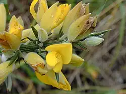 Gorse