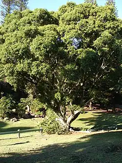 A tree at a park in Hawaii