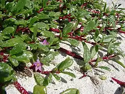 verdolaga rosada (Sesuvium portulacastrum)