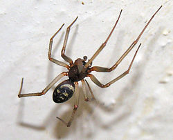 Brown house spider, Steatoda grossa, a spider with cosmopolitan distribution