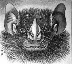 Drawing of bat head