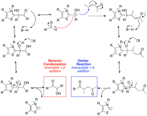 Scheme 3. Mechanism of the Stetter reaction