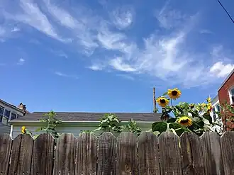 Sunflowers on Douglas St. NE in Edgewood